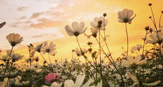 Fresh and Energizing Spring Scents!